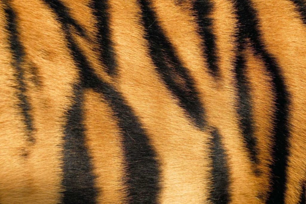 Tiger, Global Pet Mover